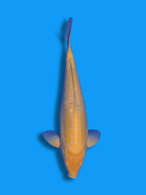 Doitsu Karashigoi | Koi&Co.